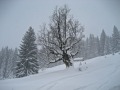 Skitouren Alpe Birkach