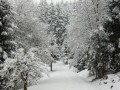 Schneeschuhtour über den hauchenberg