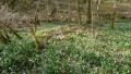 03-der-Wald-voller-Märzenbecher