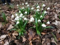Märzenbecherblüte bei Briel