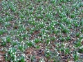Märzenbecherblüte bei Briel