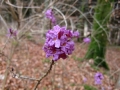 Märzenbecherblüte bei Briel