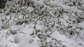Märzenbecher im Eselsburger Tal