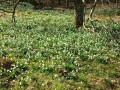 Frühlingswanderung Bad Überkingen