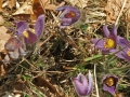 Frühlingswanderung im Brieler Tal