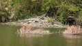 Biber an der Donau