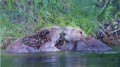 Biber an der Donau