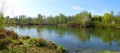 Biber an der Donau