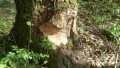 Biber an der Donau