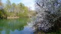 Biber an der Donau