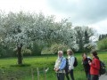 Blütenwanderung bei Bodnegg