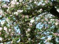 Blütenwanderung bei Bodnegg