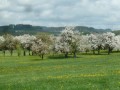 Blütenwanderung bei Bodnegg
