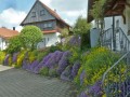 Blütenwanderung bei Bodnegg