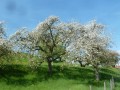 Blütenwanderung bei Bodnegg