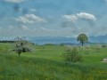 Blütenwanderung bei Bodnegg