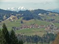 Krokusblüte am Hündle