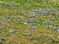 Krokusblüte am Hündle