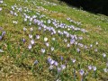 Krokusblüte am Hündle