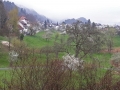 Kirschblütenwanderung bei Sipplingen