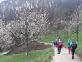 Kirschblütenwanderung bei Sipplingen