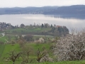 Kirschblütenwanderung bei Sipplingen