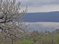 Kirschblütenwanderung bei Sipplingen