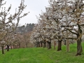 Kirschblütenwanderung bei Sipplingen