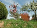 Blütenwanderung bei Bodnegg