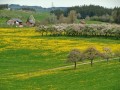 Blütenwanderung bei Bodnegg