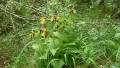Orchideenwanderung bei Beiningen