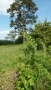 Orchideenwanderung bei Beiningen