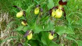 Orchideenwanderung bei Beiningen