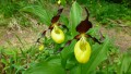 Orchideenwanderung bei Beiningen