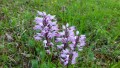 Orchideenwanderung bei Beiningen