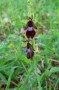 Orchideenwanderung bei Beiningen