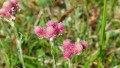 Orchideenwanderung bei Beiningen