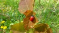 Orchideenwanderung bei Beiningen