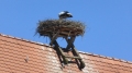 Biberach - Weber