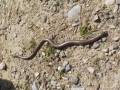 08_Blindschleiche