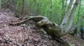 Wanderung bei Bad Ditzenbach
