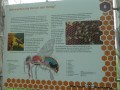 Bienenweg Illertissen