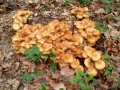 Bienenweg Illertissen