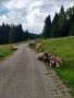 Wanderung zur Alpe Hohenschwand