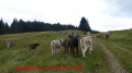 Alpe Birkach