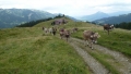 Alpe Birkach