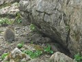 Bergtouren im Lechquellengebirge