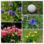20200708_160439-COLLAGE