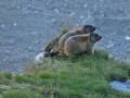 Bernina_18