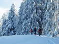 tief verschneiter Winterwald